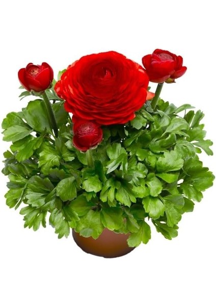 Şakayık Tohumu (Kalıcı ve Katlı Çiçek) - Kırmızı Renkli - 5 Tohum