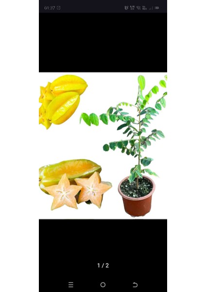 Aydoğdu Tüplü Aşılı Yıldız Meyvesi Fidani