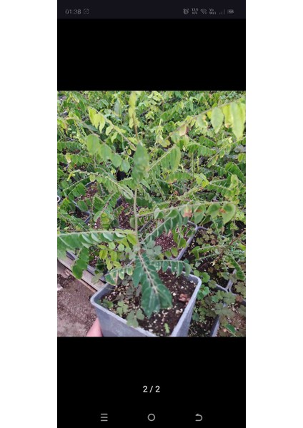 Aydoğdu Tüplü Aşılı Yıldız Meyvesi Fidani fiyatları