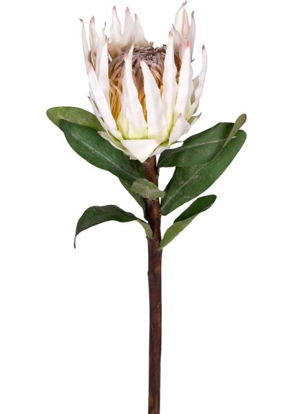 Protea Çiçeği Beyaz 60 Cm.