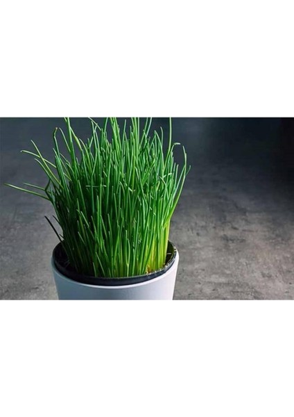 Soğanı Tohumu 50 Adet fiyatları