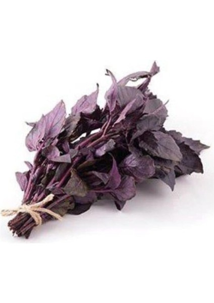 Kokulu Mor Reyhan Tohumu Ekim Seti 50 Tohum Fesleğen Saksı Toprak Kombin fiyatları