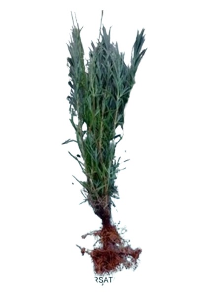 (1000 ml) Çiçekler için Genel Haşere İlacı (Unlu Pamuk Biti, Sinek Ve Yaprak Biti, Kırmızı Örümcek)Lavanta Fidesi Hediye fiyatları