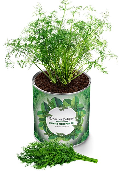 2 Adet Konserve Dereotu Yetiştirme Kiti KB011