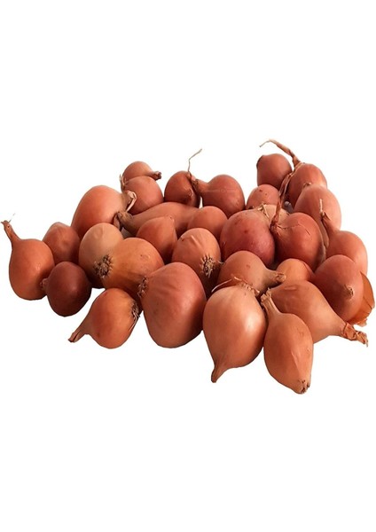 Organik 6 Paket Tohum NO18 Arpacık Soğan 1 Kg. Iska Hibrit Salatalık Patlıcan Köy Domatesi Biberi Tohumu modelleri