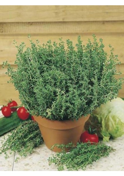 Garden Doğal Anadolu Dağ Kekiği Tohumu 1000 Ad. Tohum