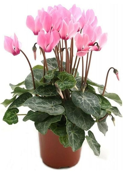 Dünyam Sıklamen Çiçeği 5 Adet Çiçek Tohumu Ev Bahçe Için Ideal