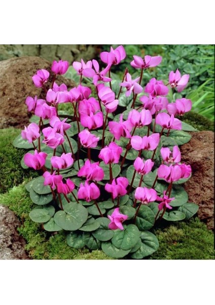 Dünyam Sıklamen Çiçeği 5 Adet Çiçek Tohumu Ev Bahçe Için Ideal modelleri