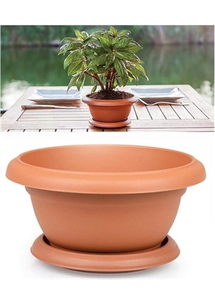 Saksılık Altın Çilek 25+Tohum +Saksı+Toprak fiyatları