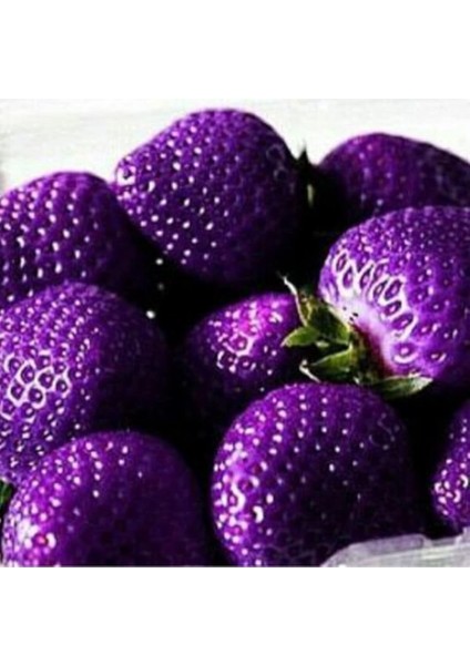 Look 10 15 Adet Mor Çilek Tohumu TH-2022DSHNGLKTHM159