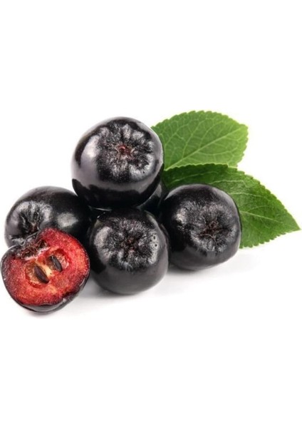 Aronya Rus Yaban Mersini Tohumu