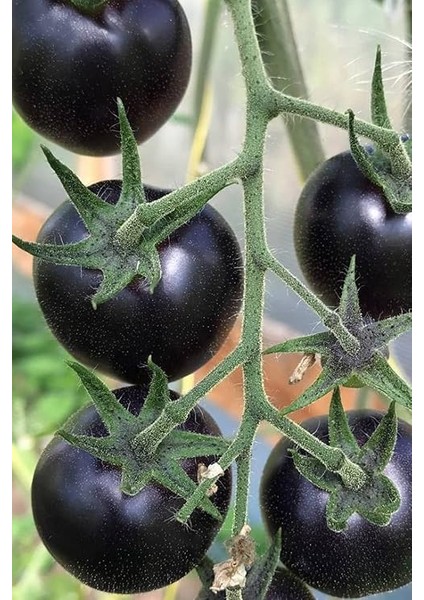 Kumato Domatesi Tohumu / Eko Paket 25 + Adet Tohum fiyatları