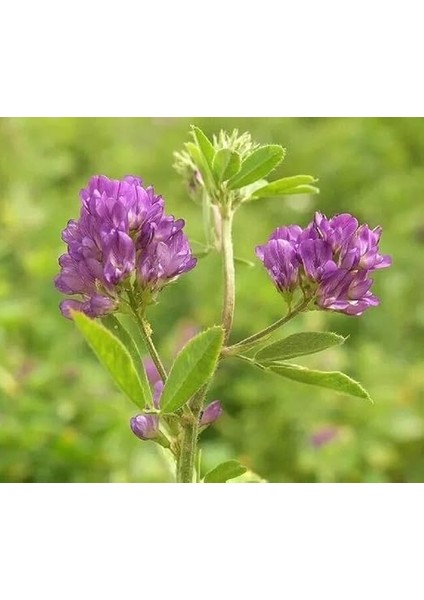 Üç Yapraklı Yonca Çiçeği 200 Adet Tohum fırsatları