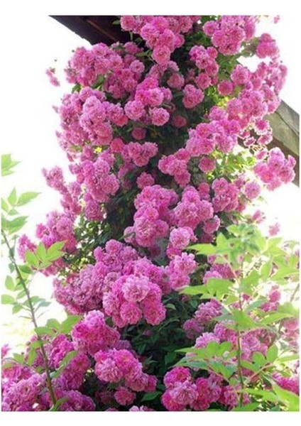 Look Pembe Sarmaşık Gül Tohumu 5 Adet Tohum TH-87770398964100091