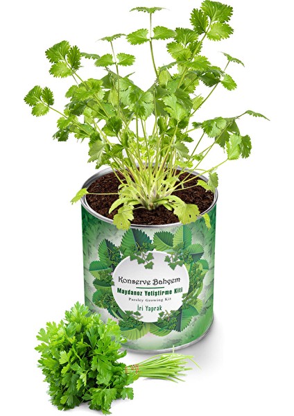 4 Adet Konserve Maydanoz Yetiştirme Kiti KB005