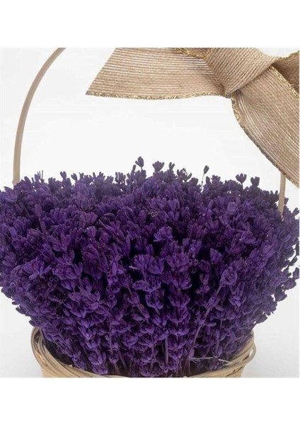 Dünyam 10 Adet Bodur Ingiliz Lavantası Kokulu Çiçek Tohumu