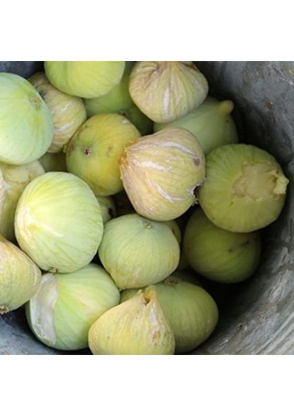 Tüplü Kokulu Iri Meyveli Beyaz Incir Fidanı fiyatları