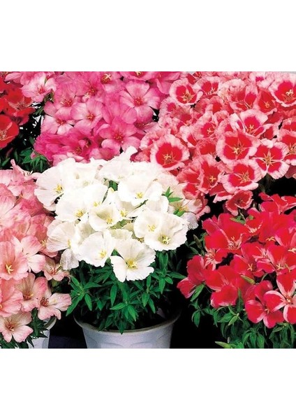 Godetya Tohumu (Bahçe Açelyası) Karışık Renkli - 5 Tohum