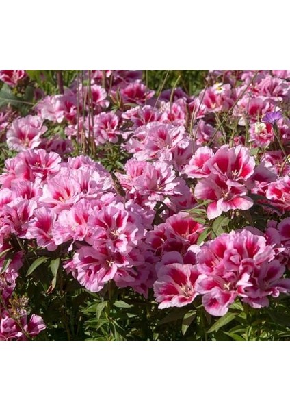 Godetya Tohumu (Bahçe Açelyası) Karışık Renkli - 5 Tohum modelleri