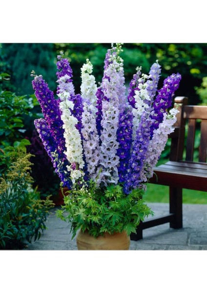 Look Ithal Hezaren Çiçeği Tohumu Ekim Seti TH-DSHNLLKSET010 modelleri