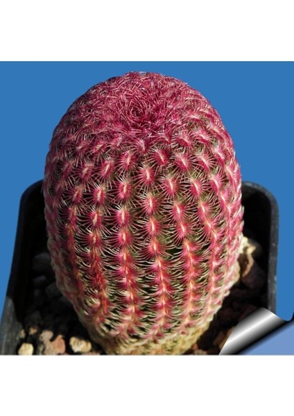 Look Rainbow Hedgehog Cactus Kaktüs Tohumu TH-9154684654701