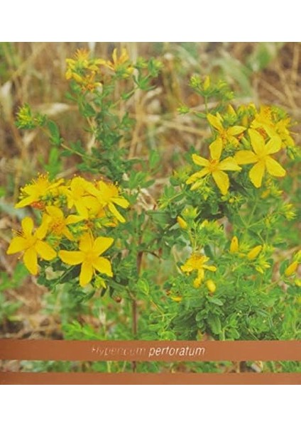 Arifoğlu Üzerlik Tohumlu Çörekotlu Macun 450 gr