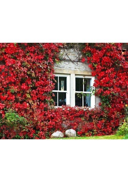 Dünyam 5 Adet Kırmızı Amerikan Sarmaşığı Tohumu fiyatları