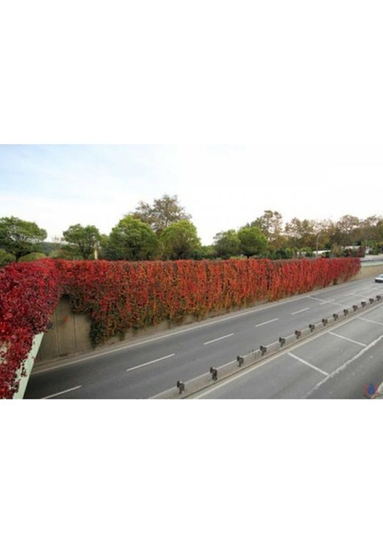 Dünyam 5 Adet Kırmızı Amerikan Sarmaşığı Tohumu modelleri