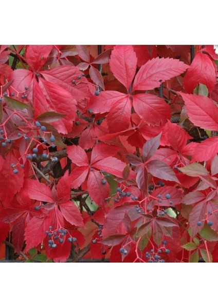 Dünyam 5 Adet Kırmızı Amerikan Sarmaşığı Tohumu fırsatları