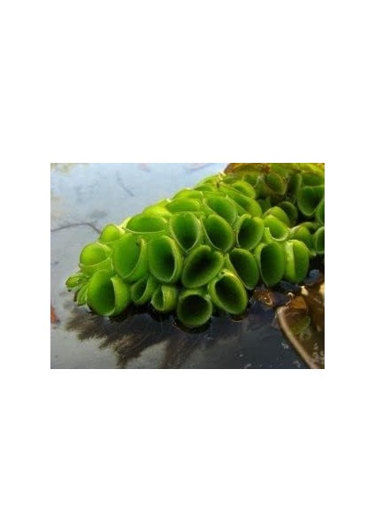 Cuculatta 2 Kök Su Üstü Bitkisi Akvaryum ve Havuz Bitkisi modelleri