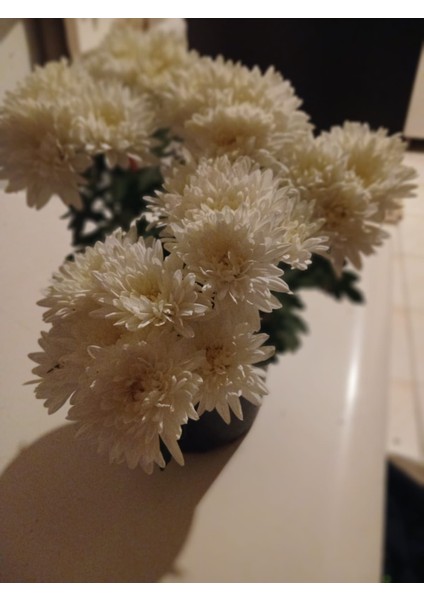 Yoğun Çiçekli Beyaz Kasımpatı - Saksı Çiçeği