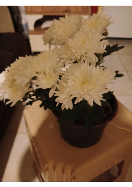 Yoğun Çiçekli Beyaz Kasımpatı - Saksı Çiçeği fiyatları