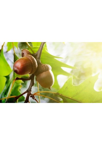 Mutlu Kuşlar Serisi / Doğal Çatallı Ağaç Kuş Tüneği - 35/45CM (Yemlik ve Meşe Tohumu Hediyeli) fiyatları