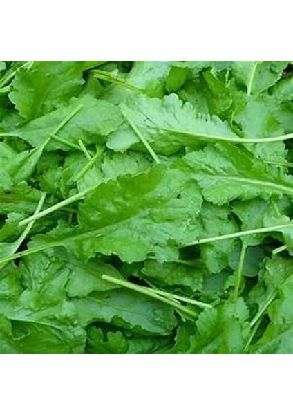 Tarım Ata Tohumu Yerli Enli Tere 1000 Adet Tohum modelleri