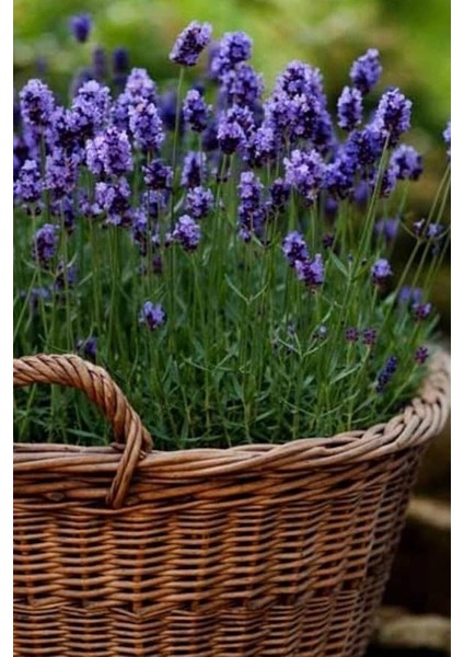 Dünyam Yerli Yediveren Lavanta/eko Paket 50 Adet Tohum fiyatları