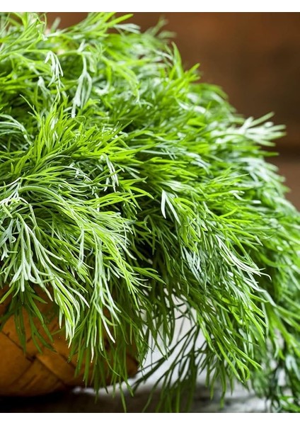 Tarım Ata Tohumu Yerli Dereotu Ferah 1000 Adet Tohum