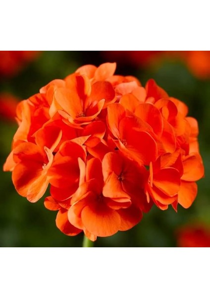 Sardunya Tohumu (Büyük Çiçek, Kokulu Yaprak) Turuncu Renkli - 5 Tohum