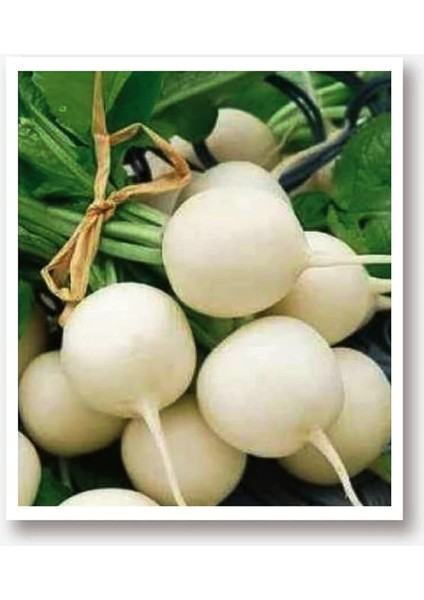 Tarım Yerli Doğal Turp Beyaz Inci 500 Adet Tohum