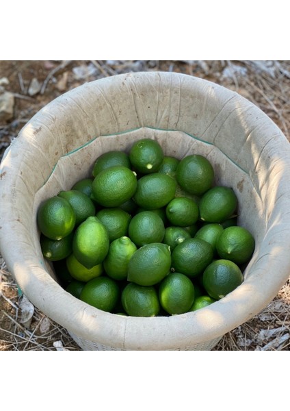 Yerli Limon – Doğal ve Katkısız | Taze Hasat