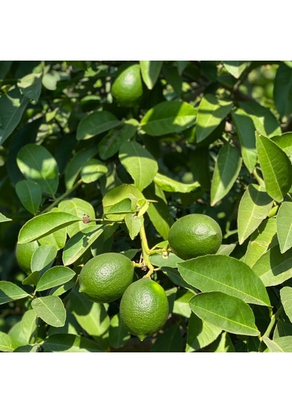 Yerli Limon – Doğal ve Katkısız | Taze Hasat fiyatları