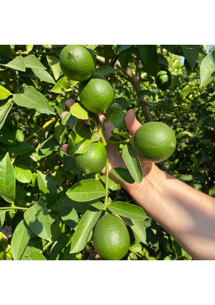 Yerli Limon – Doğal ve Katkısız | Taze Hasat modelleri