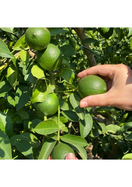 Yerli Limon – Doğal ve Katkısız | Taze Hasat fırsatları