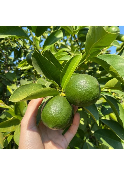 Yerli Limon – Doğal ve Katkısız | Taze Hasat indirimleri
