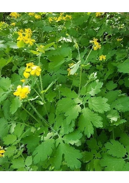 Otu Tohumu 25 Adet Temre Otu Kırlangıç Bitkisi Tohumu