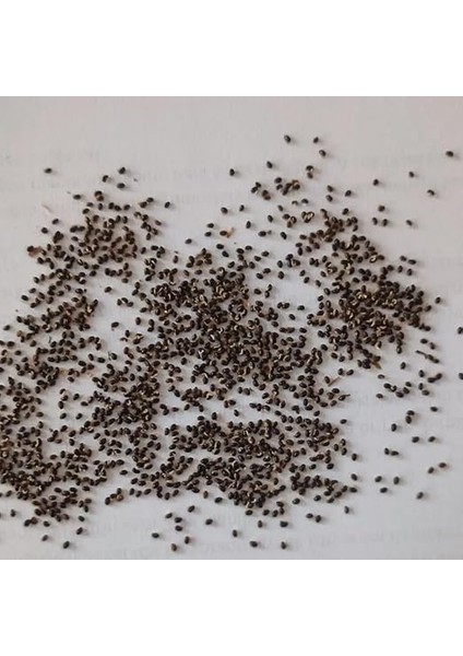 Otu Tohumu 25 Adet Temre Otu Kırlangıç Bitkisi Tohumu fiyatları