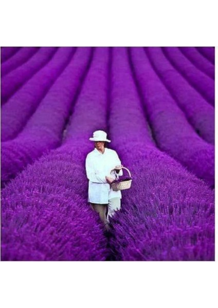 Look 20 Adet Yediveren Mor Lavanta Tohumu TH-LAVANTA12