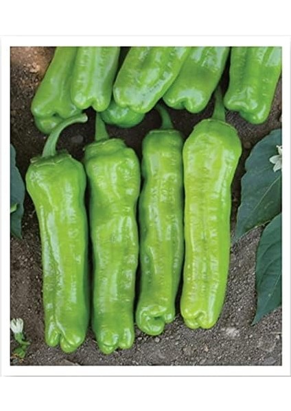 Tarım Ata Tohumu Yeşil Biber Mazamort 100 Adet Tohum