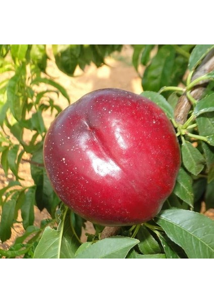 Tüplü Aşılı Çok Iri Meyveli Bol Verimli Amiga Nektarin Fidanı