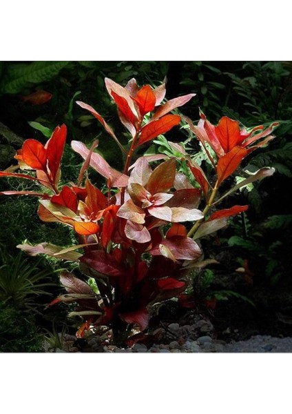 Repens Rubin Saksı- Canlı Bitki fiyatları