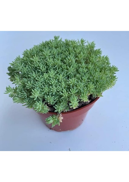 Sedum Tohumu (Iri Damarlı Yapraklar) Yeşil Renkli - 15 Tohum